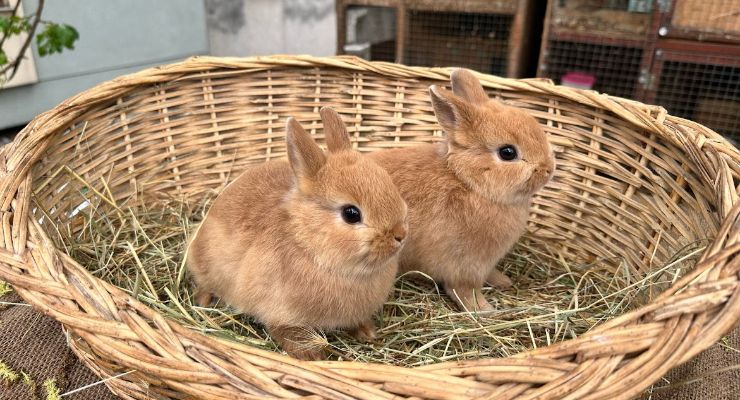 İstanbul Büyümeyen Tavşan