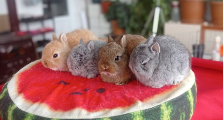 İstanbul Cins Tavşan