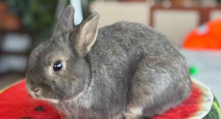 İstanbul Ev Tavşanı