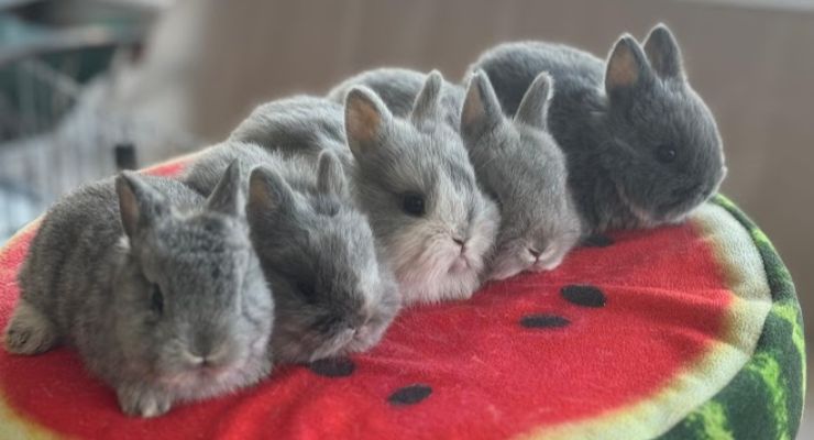 İstanbul Evcil Tavşan