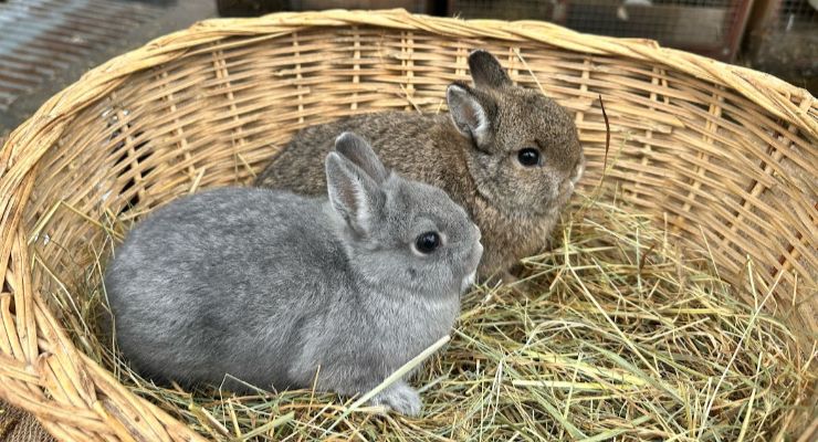 İstanbul Yavru Tavşan
