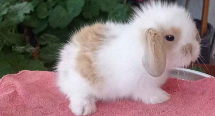 İstanbul Hollanda Lop Tavşan